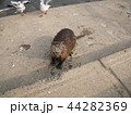 ヌートリア 44282369