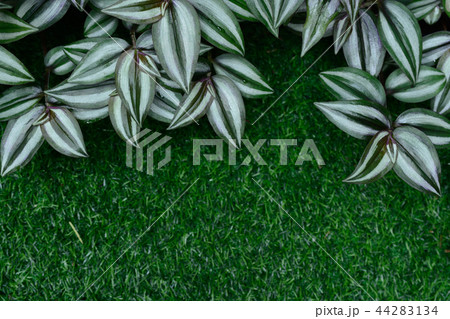 Tradescantia zebrina over green grass background Tradescantia zebrina over green grass background 44283134