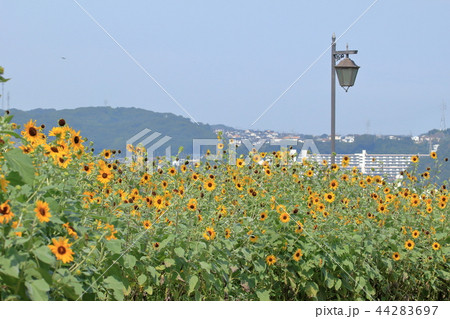 くりはま花の国のひまわり くりはま花の国のひまわり 44283697