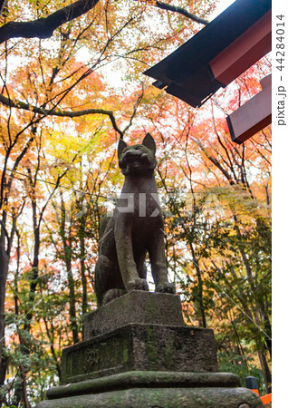 秋の伏見稲荷稲荷山のキツネ、京都、日本 44284014