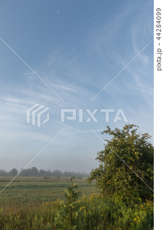 Pasture and trees in morning misty fog with blue sky and cirrus  44284099