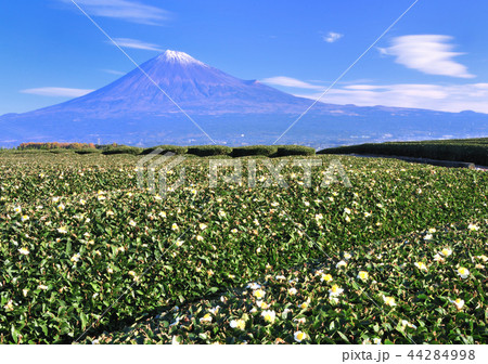 茶畑と富士山-3299 茶畑と富士山-3299 44284998