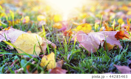 Autumn leaves on grass at setting sun 44285463