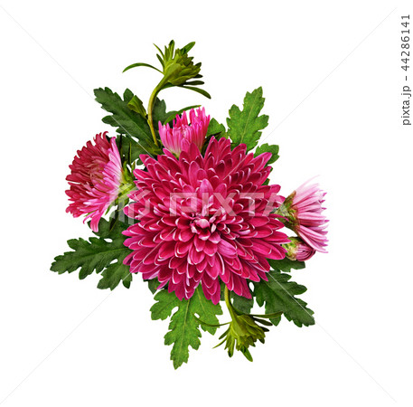 Purple chrysanthemum flowers  in arrangement 44286141