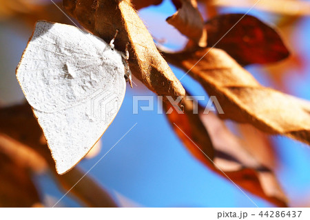 ウラギンシジミ(越冬中) ウラギンシジミ(越冬中) 44286437