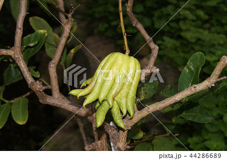 ブシュカン 44286689