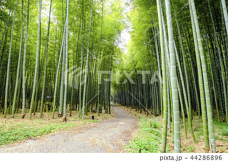 若竹色の竹林 44286896