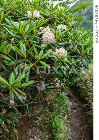 ハクサンシャクナゲの咲く登山道 44287306