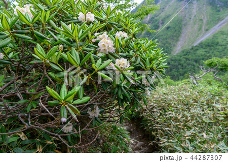 ハクサンシャクナゲの咲く登山道 44287307