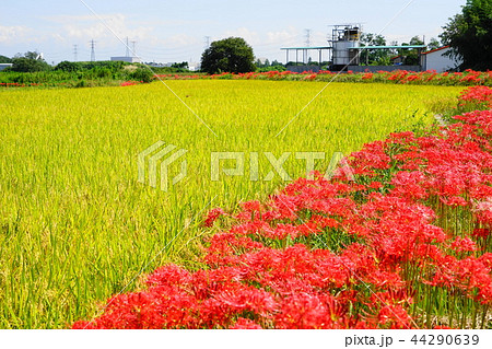 9月　本庄78水押川の彼岸花群生地 44290639