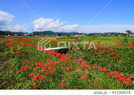 9月　本庄69水押川の彼岸花群生地 44290658