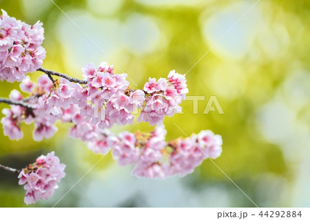 安行寒桜 安行寒桜 44292884