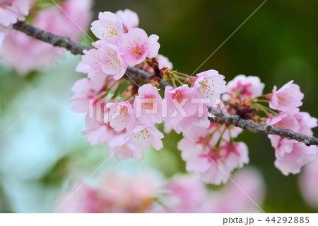安行寒桜 安行寒桜 44292885