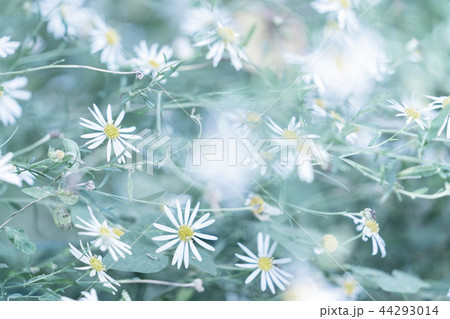 ユウガギク 44293014