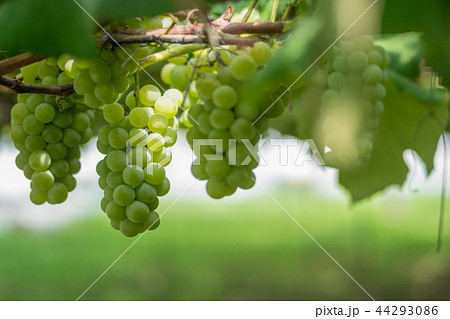 葡萄 44293086