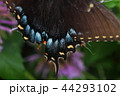 黒いアゲハチョウの翅の接写 44293102