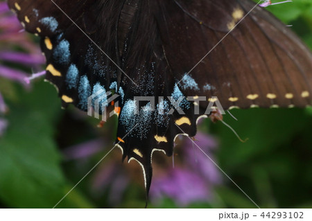 黒いアゲハチョウの翅の接写 黒いアゲハチョウの翅の接写 44293102