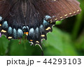 黒いアゲハチョウの翅の接写 44293103