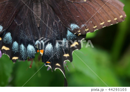 黒いアゲハチョウの翅の接写 44293103
