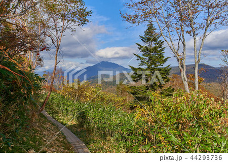 秋の尾瀬 至仏山登坂中の北東側（燧ヶ岳方面）眺望 44293736