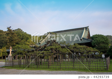 大光院 本堂 黒松 群馬県 太田市 大光院 本堂 黒松 群馬県 太田市 44293739