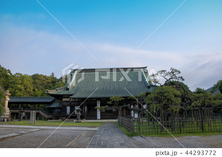 大光院　本堂　黒松　群馬県　太田市 44293772
