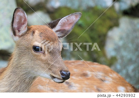 かわいい小鹿 44293932