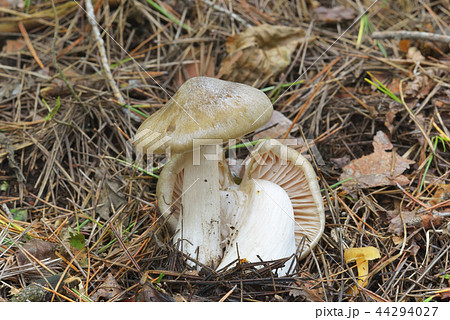 ウラベニホテイシメジ ウラベニホテイシメジ 44294027
