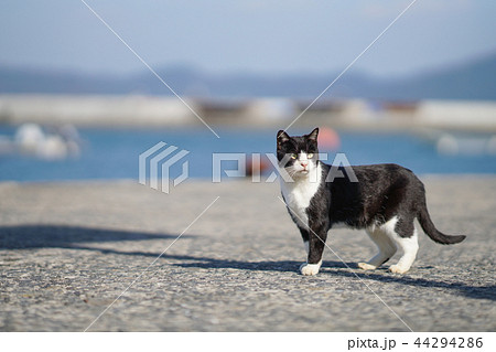 港の猫 田代島 港の猫 田代島 44294286