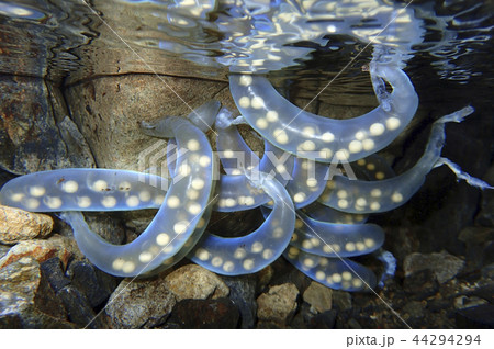青く光るヒガシヒダサンショウウオ卵嚢　水中での様子 44294294