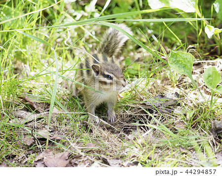 草むらでこちらに向かってくるエゾシマリス（全身） 44294857