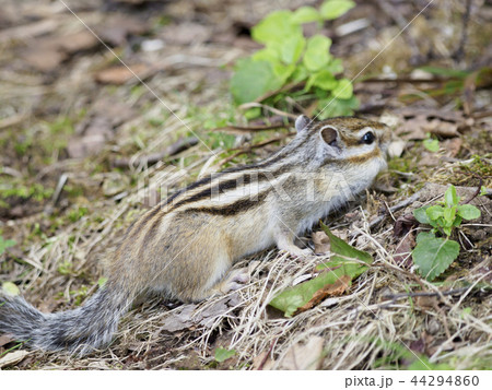 地面を走っていくエゾシマリス（全身） 44294860