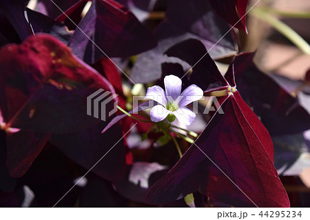 オキザリス・レグネリー オキザリス・レグネリー 44295234