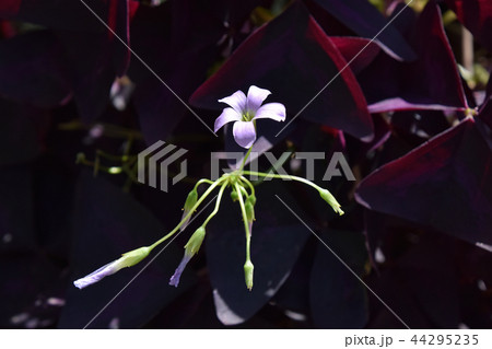 オキザリス・レグネリー 44295235