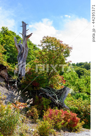 川原毛地獄 秋田県 川原毛地獄 秋田県 44295371