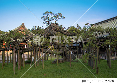 大光院　開山堂　本堂　黒松　群馬県　太田市 44295476