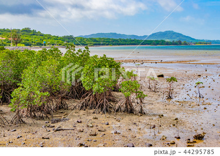沖縄石垣島 マングローブ 沖縄石垣島 マングローブ 44295785