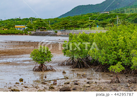 沖縄石垣島　マングローブ 44295787