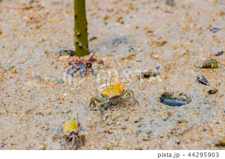 沖縄石垣島　マングローブの浜辺とシオマネキ 44295903