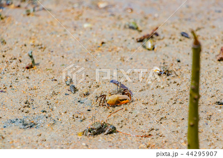 沖縄石垣島　マングローブの浜辺とシオマネキ 44295907