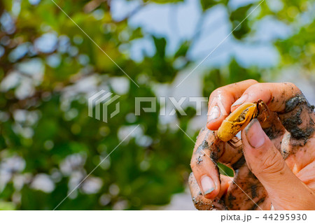 沖縄石垣島　シオマネキ 44295930