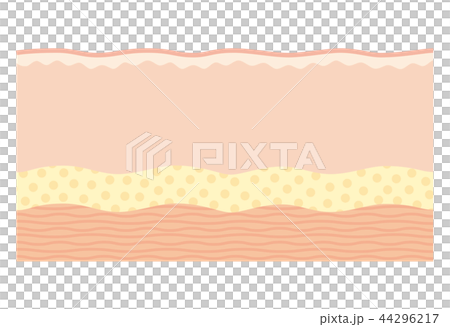 Cross section of skin 44296217