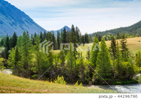 mountain river Chuja run between coniferous forest 44296790