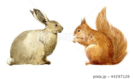 Watercolor Rabbit And Squirrel Setのイラスト素材 44297126 Pixta