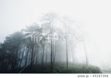 Fog and trees forest in the morning Fog and trees forest in the morning 44297268