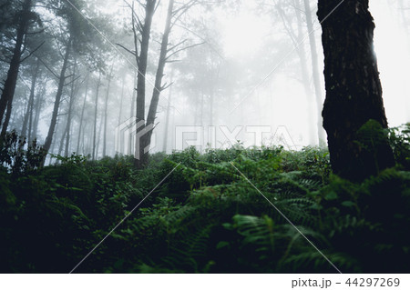 Fog and trees forest in the morning Fog and trees forest in the morning 44297269