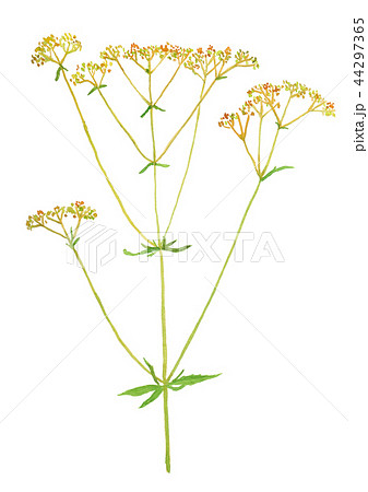 Patrinia Scabiosifolia オミナエシのイラスト素材