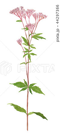 Eupatorium japonicum　フジバカマ 44297366