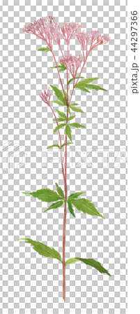 Eupatorium japonicum　フジバカマ 44297366