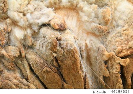 Sheep wool texture in nature for background 44297632